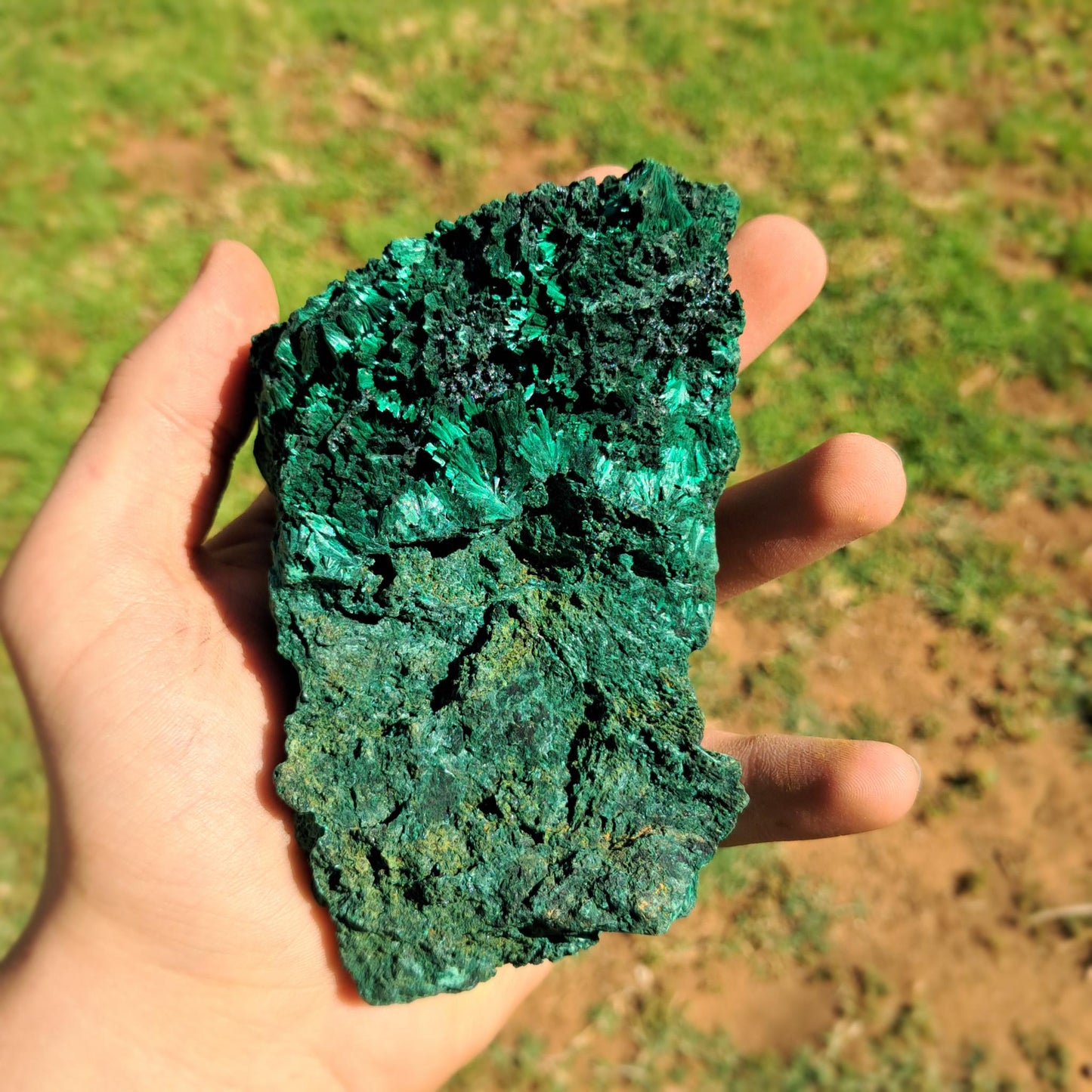 Large Silky Malachite